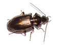 Agonum fuliginosum